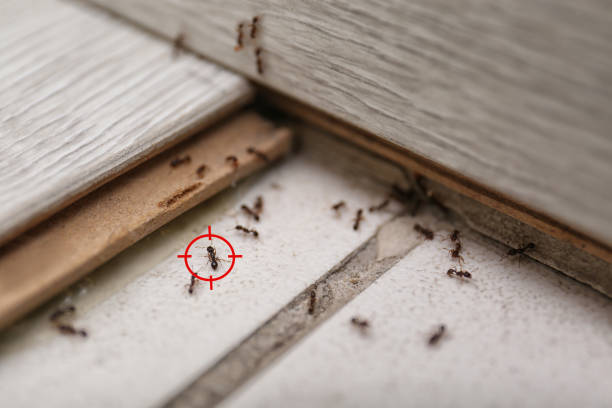 Trusted Nooksack, WA Pest Control Experts