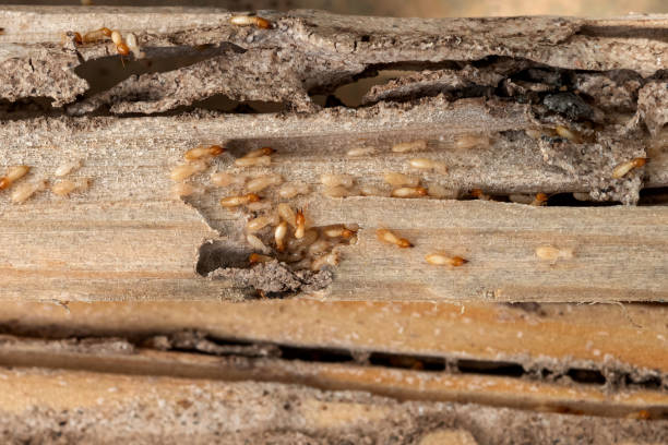 Best Pest Removal Services  in Nooksack, WA